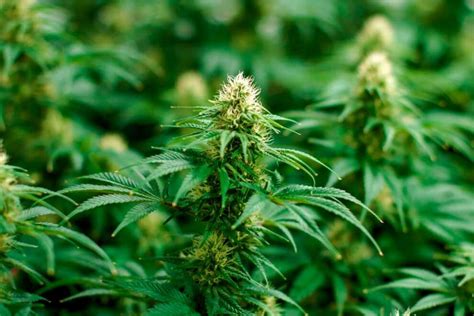 What is a Sativa Cannabis Strain?